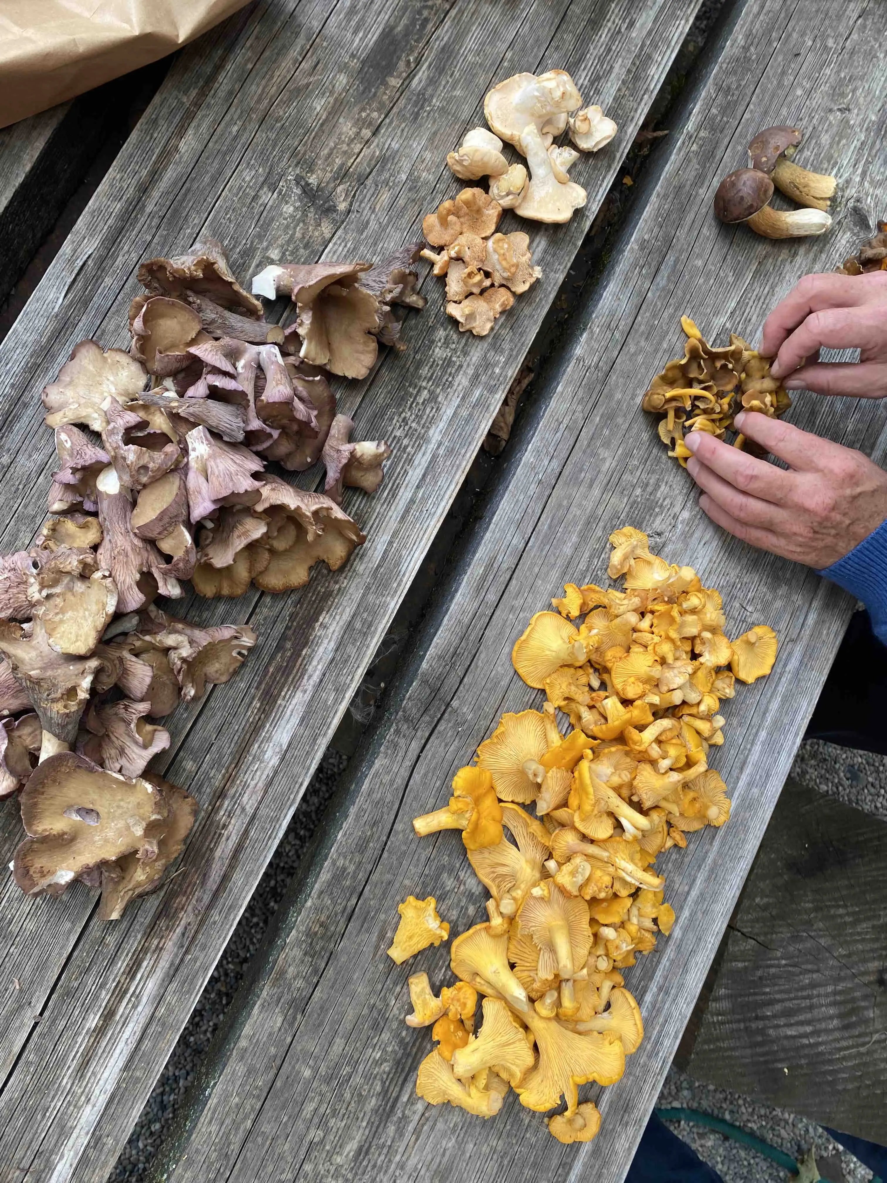 28.09.2024 woodcuisine original - Pilze und Pasta - Image #10